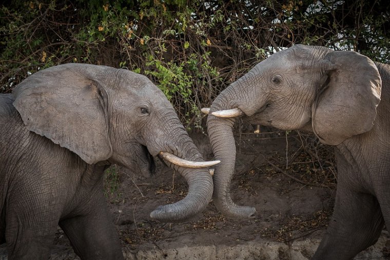 050 Botswana, Chobe NP, olifanten.jpg